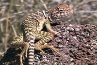 Eastern Collared Lizard