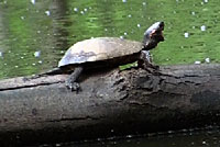 Western Painted Turtles