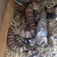 Speckled Rattlesnake Video