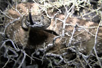 Speckled Rattlesnake Video