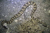 rattlesnake