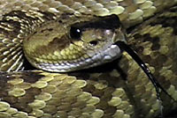 Northern Black-tailed Rattlesnake