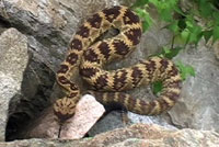 Northern Black-tailed Rattlesnake