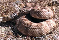 rattlesnake