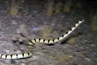 Colorado Desert Shovel-nosed Snake