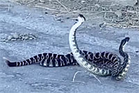 southern pacific rattlesnake