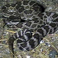 rattlesnake