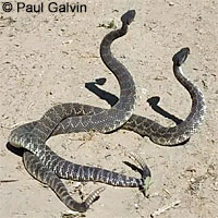 southern pacific rattlesnake