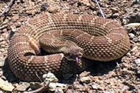 rattlesnake