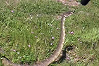 northern pacific rattlesnake