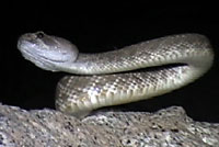 Red Diamond Rattlesnake