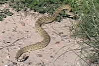 Northern Mohave Rattlesnake