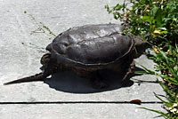 Eastern Snapping Turtle