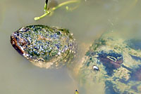 Eastern Snapping Turtle