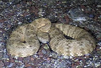 rattlesnake