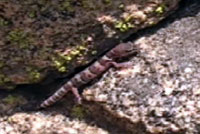 San Diego Banded Gecko