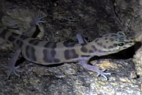 Tucson Banded Gecko