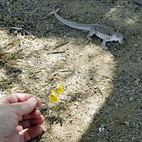 Northern Desert Iguana