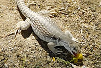 Northern Desert Iguana