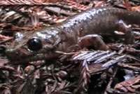 California Giant Salamander