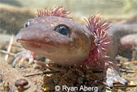 Yellow-blotched Ensatina