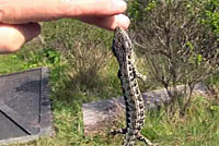 San Francisco Alligator Lizard