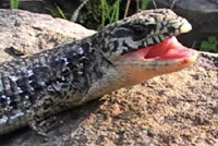 San Francisco Alligator Lizard