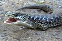 San Francisco Alligator Lizard