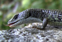 Sierra Alligator Lizard