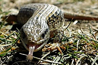 Alligator Lizard Tail