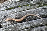 Shasta Alligator Lizard