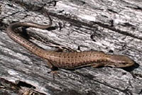 Shasta Alligator Lizard