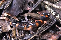 Large-blotched Ensatina