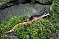 Yellow-eyed Ensatina 