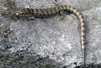 Arizona Alligator Lizard