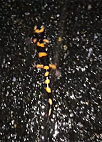 Large-blotched Ensatina