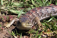 California Alligator Lizard