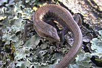 California Alligator Lizard