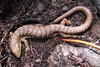 Oregon Alligator Lizard