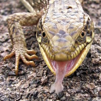 San Diego Alligator Lizard 