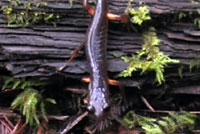 Oregon Ensatina