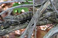 Panamint Alligator Lizard