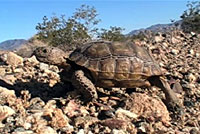 Desert Tortoise 