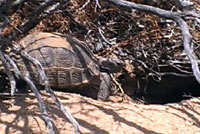 Desert Tortoise 