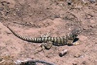 Blunt-nosed Leopard Lizard