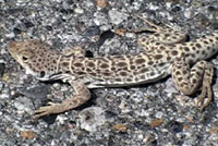 Long-nosed Leopard Lizard