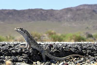 Long-nosed Leopard Lizard