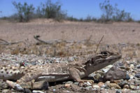 Long-nosed Leopard Lizard