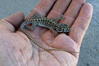 Long-nosed Leopard Lizard