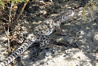 Long-nosed Leopard Lizard